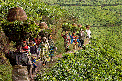 Bangladesh: the bitter taste of the Wage Board for Tea workers.
